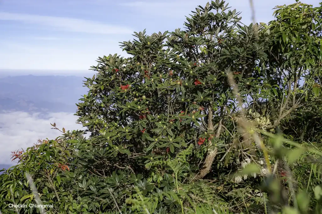 กุหลาบพันปีที่กิ่วแม่ปาน