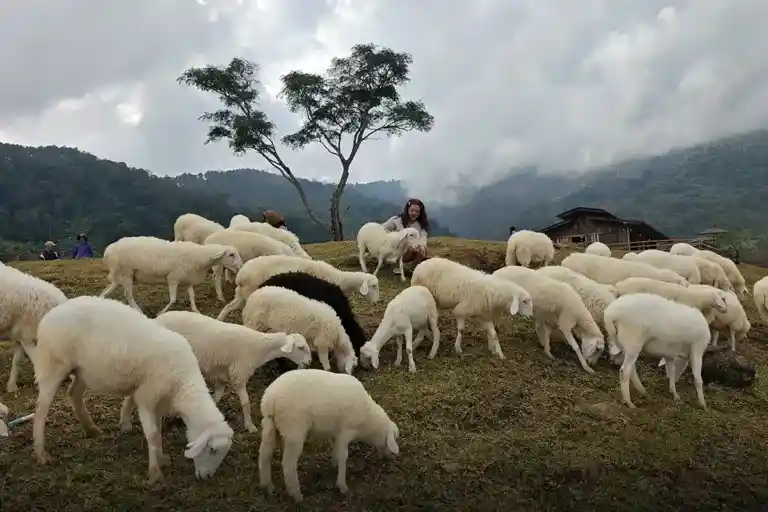 mon-gae-inthanon-sheep-farm-foggy-mountain-view-doi-inthanon-chiangmai-น้องแกะน่ารักมา