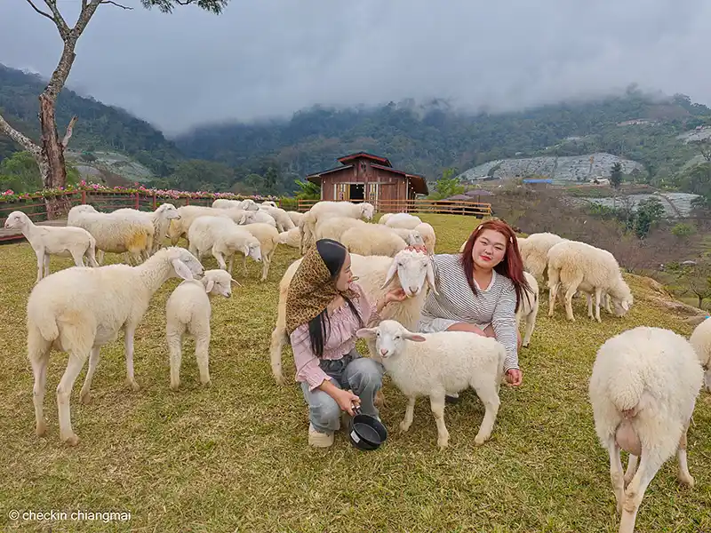 ถ่ายภาพกับแกะอย่างใกล้ชิด