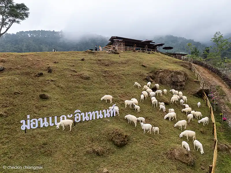 แกะเดินลงมากินหญ้าที่เนินเขา