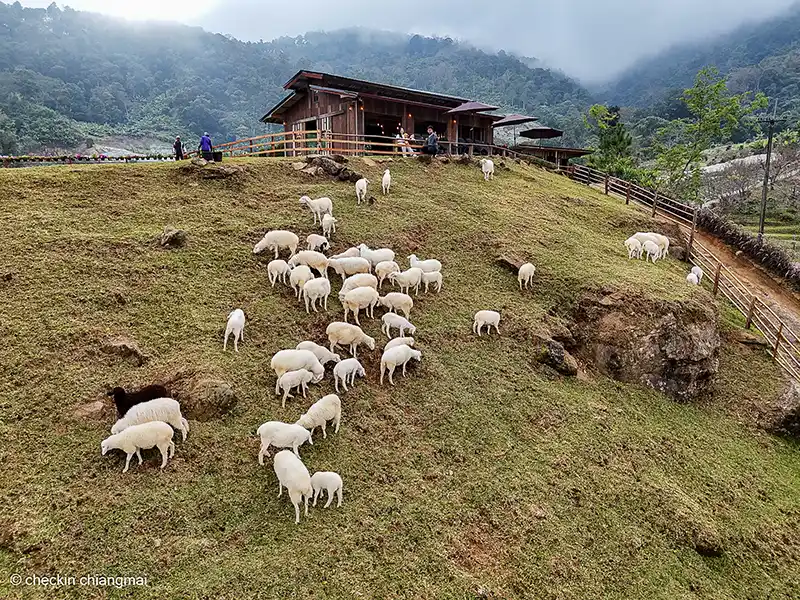 ม่อนแกะอินทนนท์ตั้งอยู่บนยอดเนินเขา