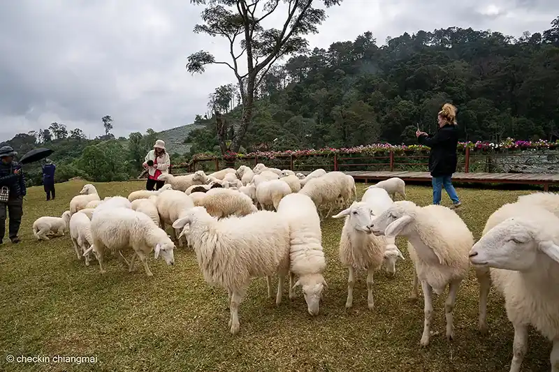 "ฝูงแกะเชื่องๆ ถ่ายรูปง่าย ที่ม่อนแกะ อินทนนท์