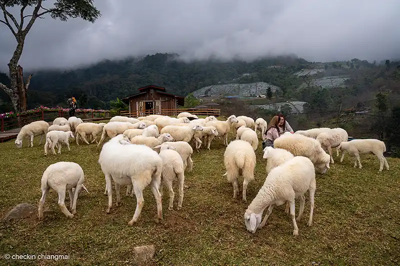ฝูงแกะที่ม่อนแกะอินทนนท์