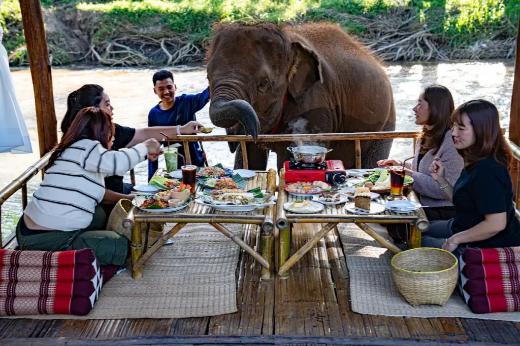 review-kerchor-river-cafe-mae-wang-ป้อนอาหารช้างอย่างใกล้ชิด