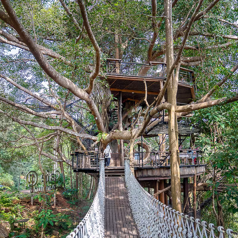 คาเฟ่บนต้นไม้ใหญ่